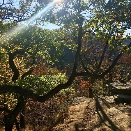 4 Moderne Nowak-bals Zur Auswahl * Braunlage
